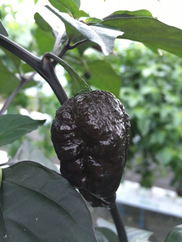 Chilimix - Super Hot Mix - friske frugter - Image 2