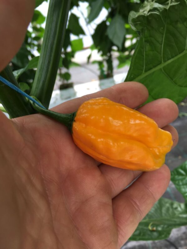 Chilimix - Super Hot Mix - friske frugter - Image 4