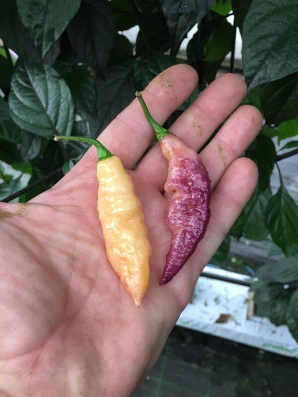 Pink Tiger (Mojo) - C. chinense