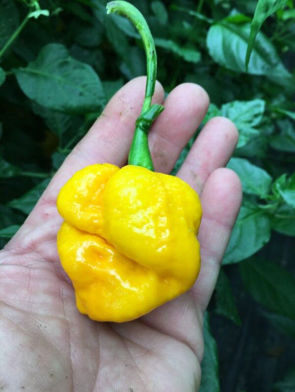 Trinidad Scorpion Moruga Yellow - Plante