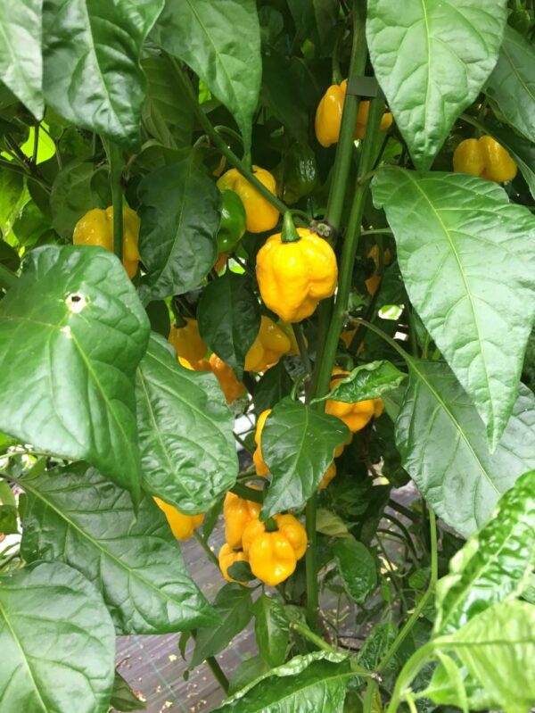 Trinidad Scorpion Moruga Yellow - Plante - Image 3