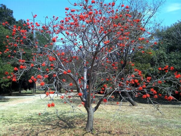Almindelig koral træ - Erythrina Lysistemon - Image 2