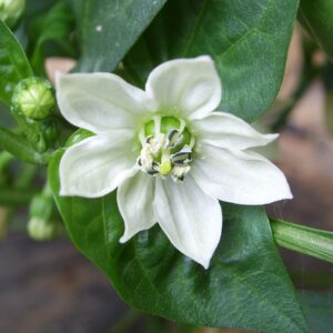 Capsicum annuum