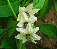 Capsicum frutescens