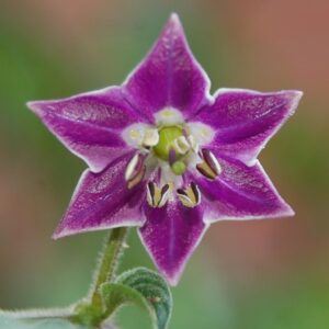 Capsicum pubescens