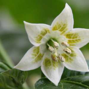 Capsicum baccatum