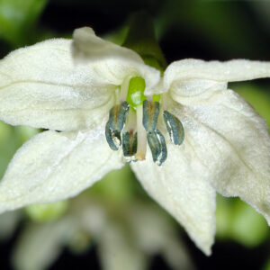 Capsicum chinense