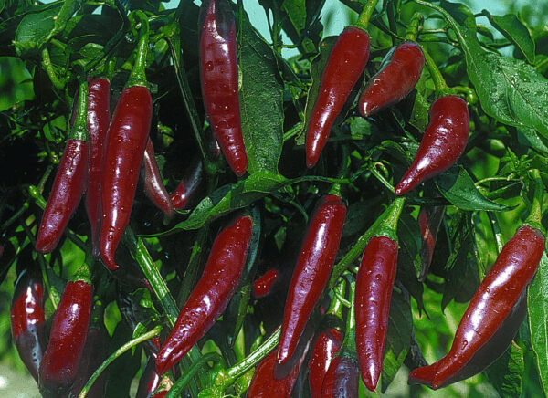 Fuszer Paprika - C. annuum