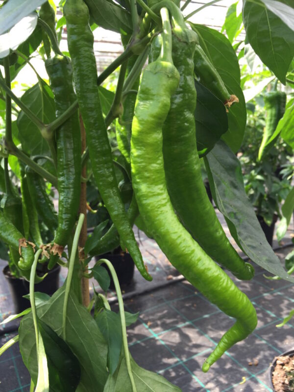 Sivri Biber - C.annuum - Plante