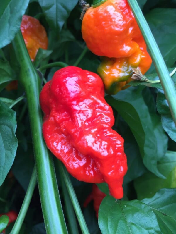 7 Pot Katie - 100 gram - Billede 2