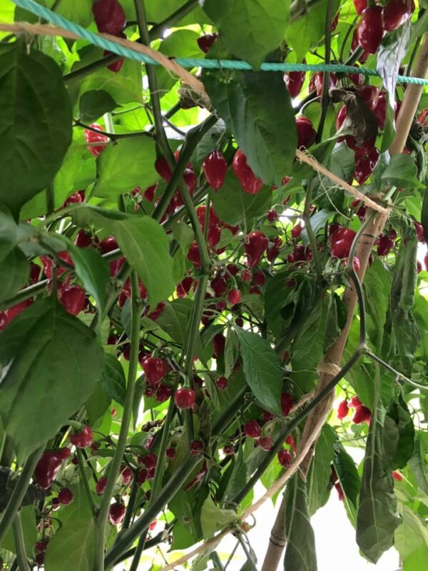 Rimmerhus Petite Rouge  - C. chinense F2 - Billede 2