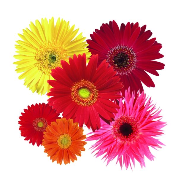 Gerbera - jamisonii hybrid mix - Billede 4