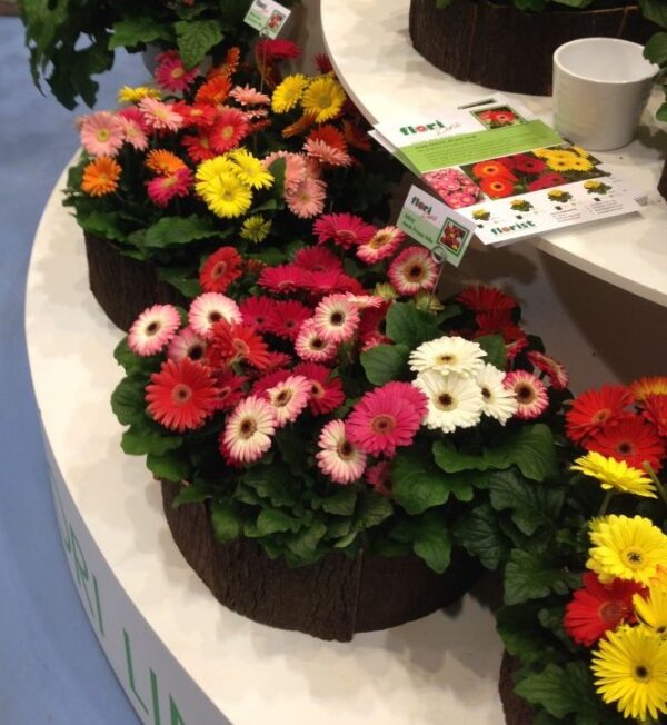 Gerbera - jamisonii hybrid mix