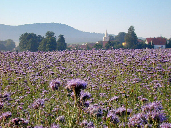 Honningurt - Phacelia tanacetifolia