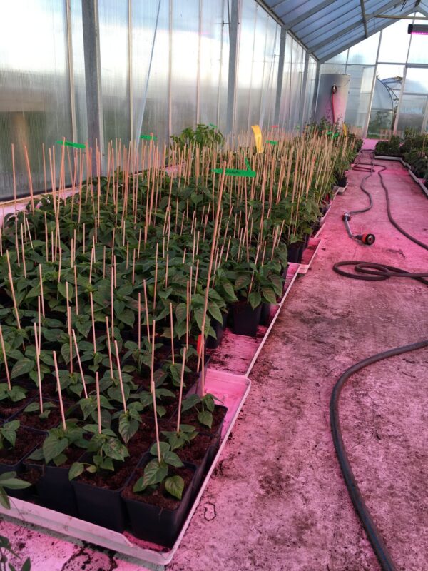 Filius Blue - Plante - Image 2