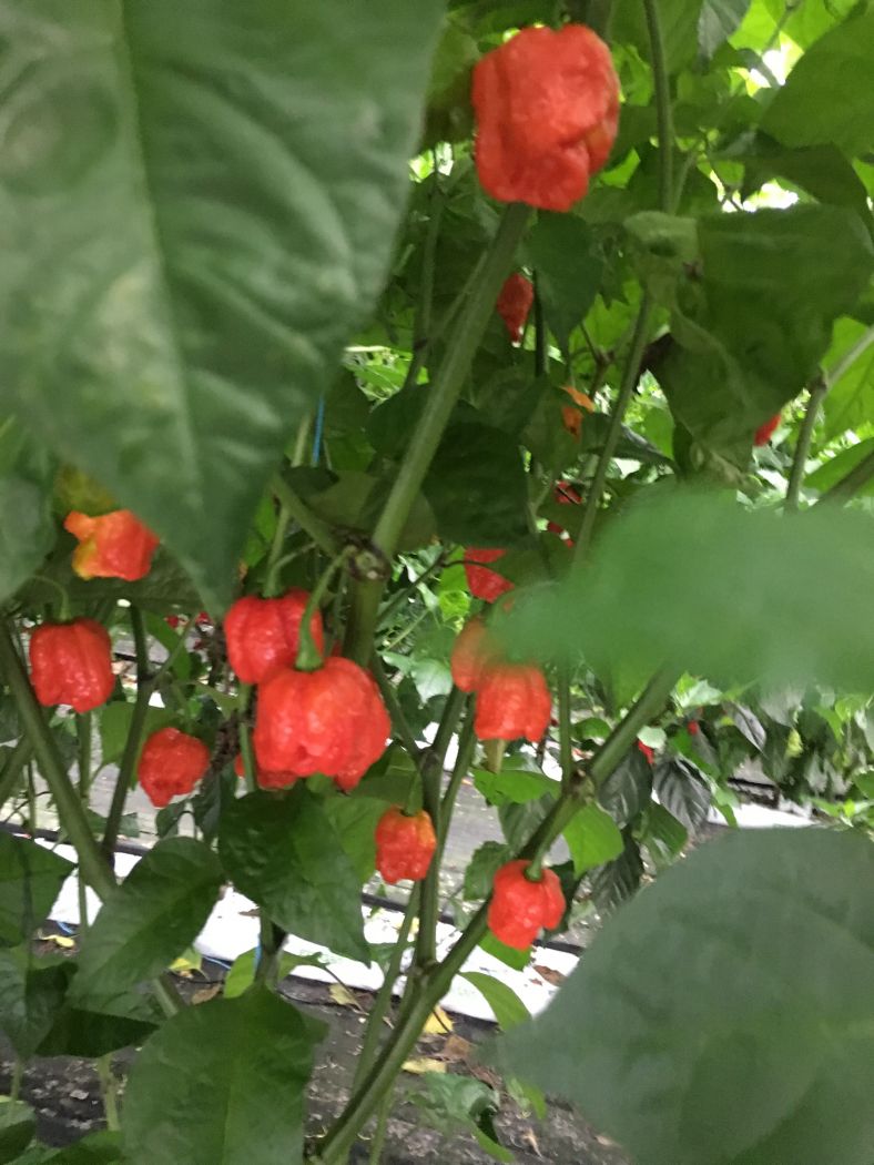 Trinidad Moruga Blend – Plante Bjarne's frø og planter