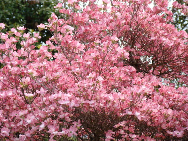 Judastræ - Cercis Siliquastrum