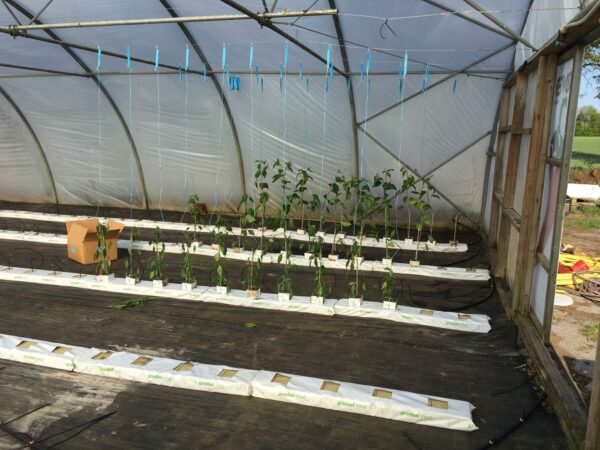Tomatkrog - Opbinding - kasse med 600 stke - Image 2