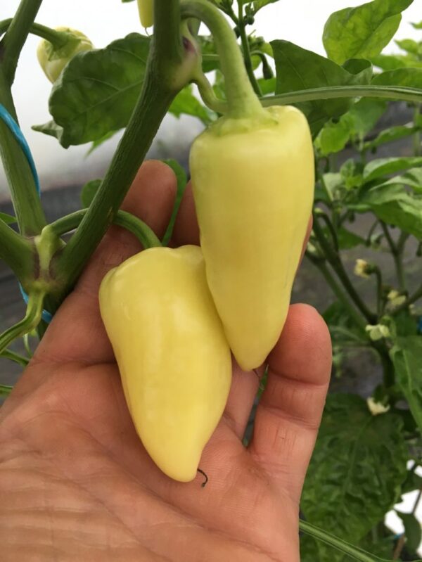 Santa Fe Grande - chili - 100 gram - Image 2