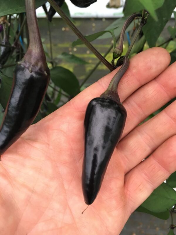 Czechoslovakian Black - chili - 100 gram