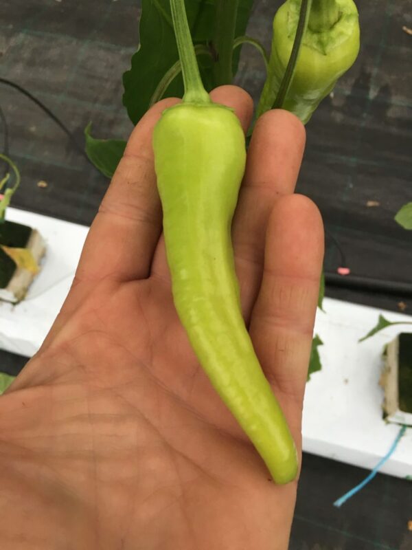 Bağcı Çarliston - chili - 200 gram - Image 2