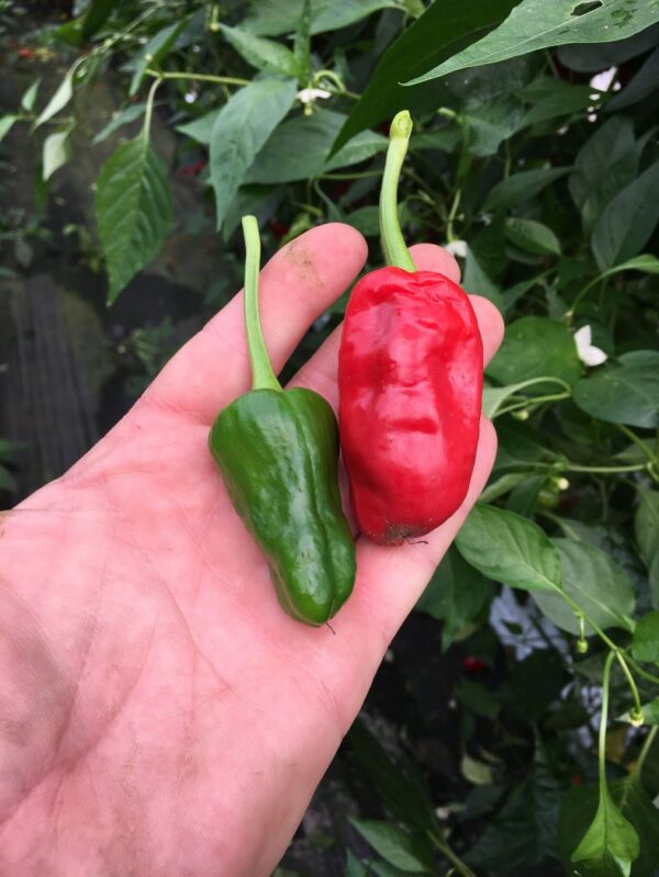 Pimientos de Padron - C. annuum - Plante