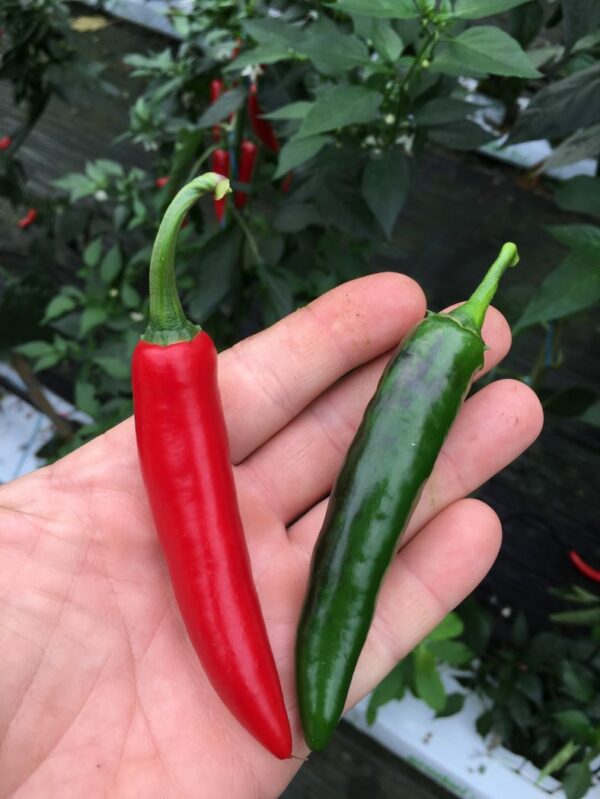 Serrano - C. annuum