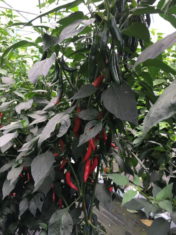 Serrano - C. annuum - Image 2