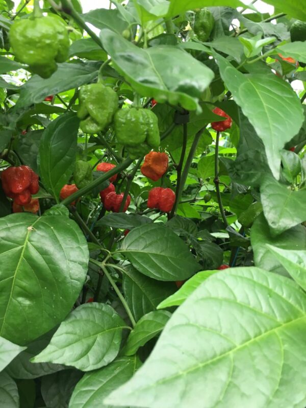 7 Pot Primo - 100 gram - Friske Frugter - Image 2