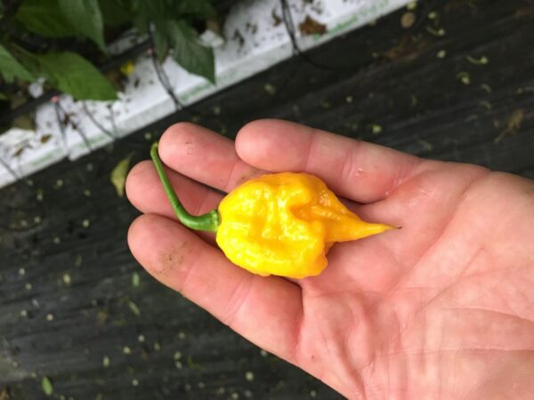 7 Pot Primo Yellow - Friske Frugter