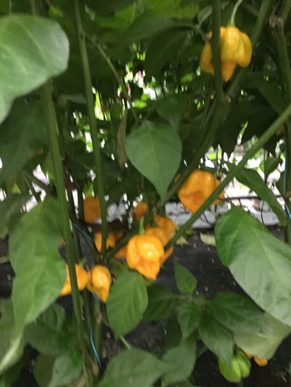 7 Pot Primo Yellow - Friske Frugter - Image 3