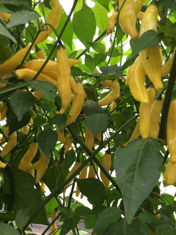 Aji Lemon - Citron Chili - C. baccatum - Image 2