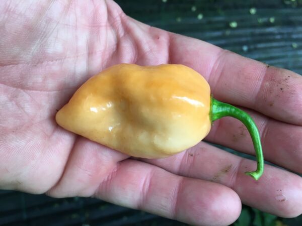 Bhut Jolokia salmon - 100 gram