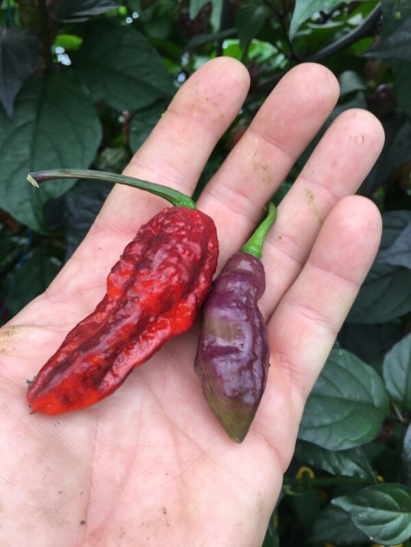 Bhut Jolokia Black - C. chinense