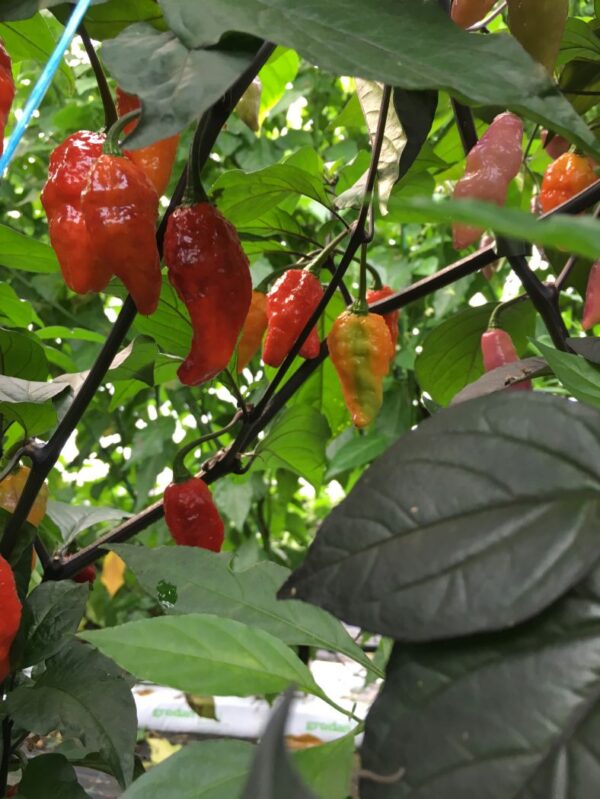 Bhut Jolokia Black - C. chinense - Image 2