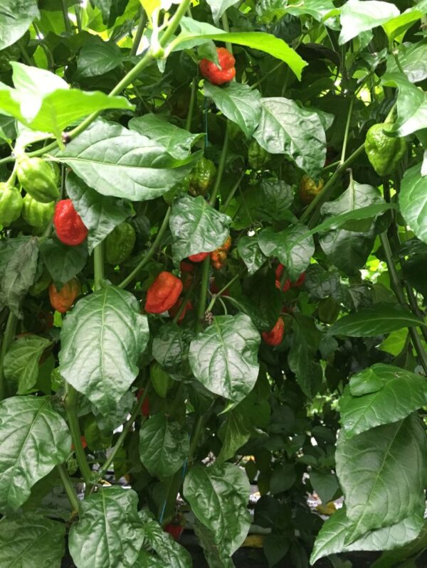 Brazilian Ghost Red - 100 gram - Billede 2