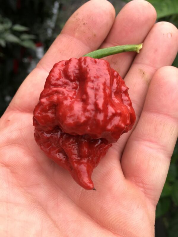 Defcon 7 Pot - 100 gram