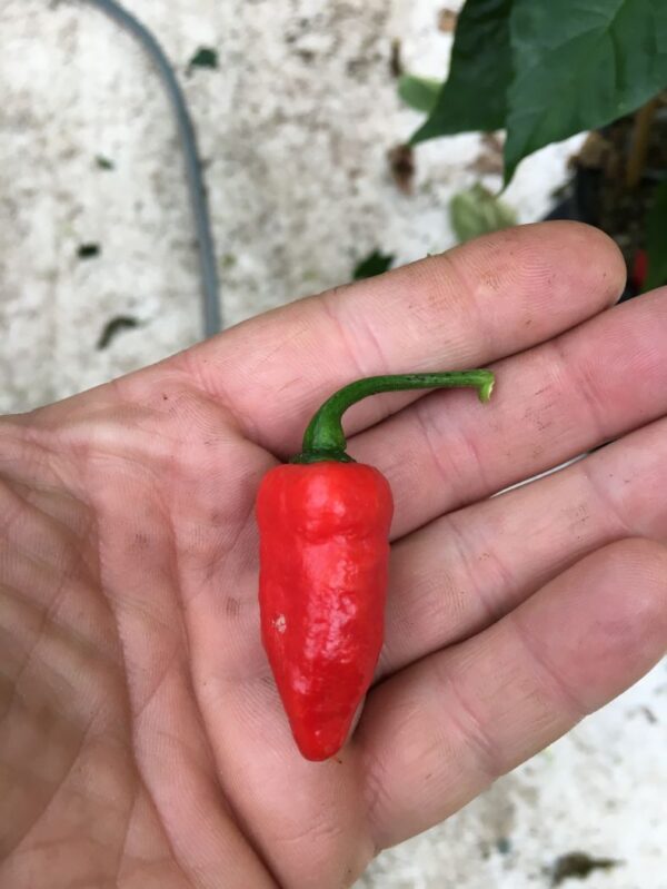 Dorset Zinger - 100 gram