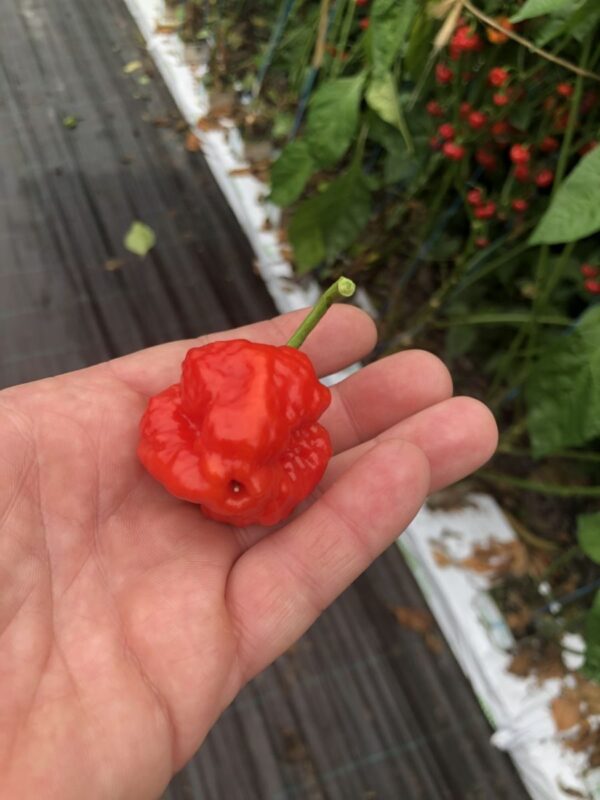 JMoA Scotch Bonnet Red - Friske frugter - 100 gram