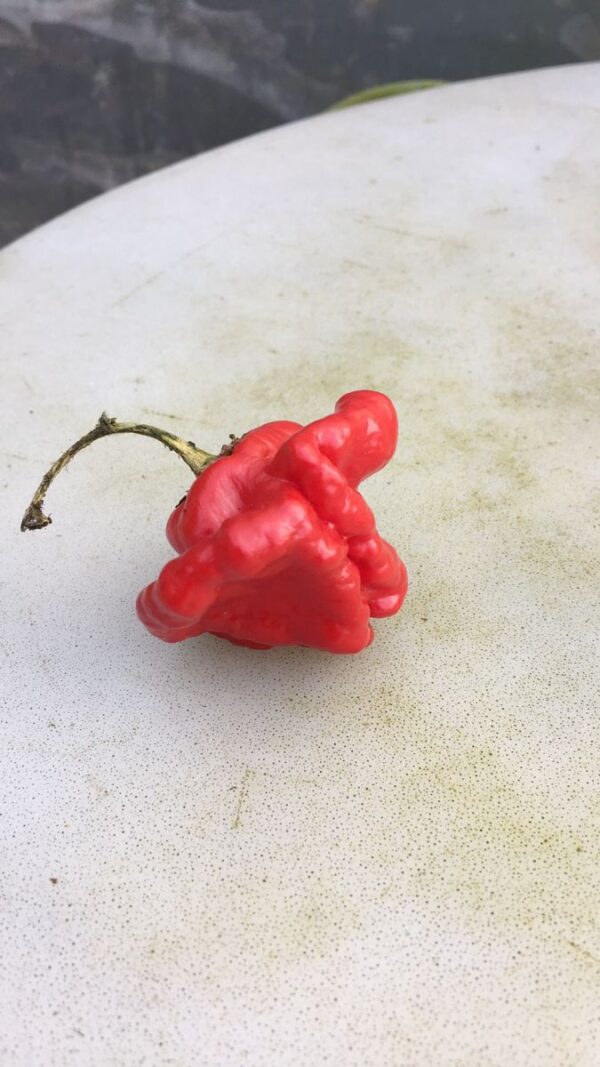 Jamaican Hot Scotch Bonnet Red - 100 gram