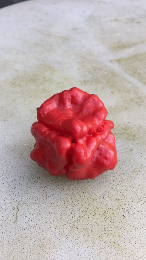 Jamaican Hot Scotch Bonnet Red - 100 gram - Image 2