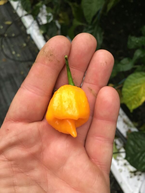 Iscream Scorpion - 100 gram