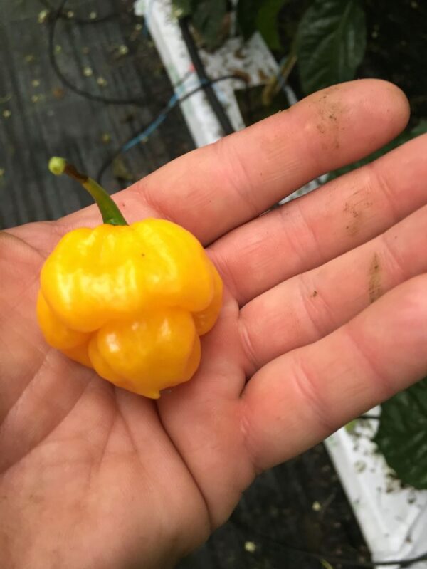 JMOA Scotch Bonnet Yellow - 100 gram