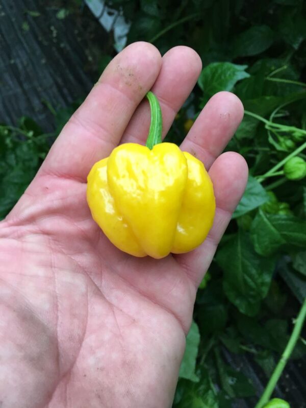 JMOA Scotch Bonnet Yellow - 100 gram - Image 3