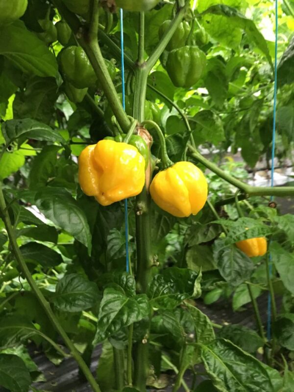 JMOA Scotch Bonnet Yellow - 100 gram - Image 2