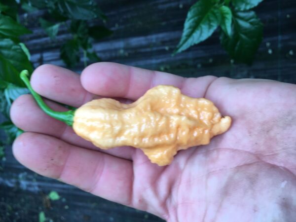 Jay's Peach Ghost Scorpion - 100 gram