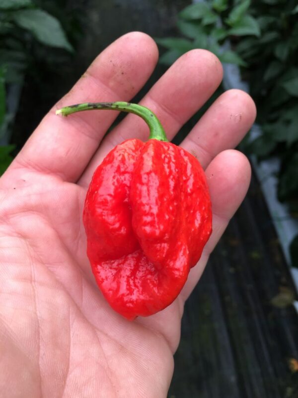 7 Pot Katie - C. chinense