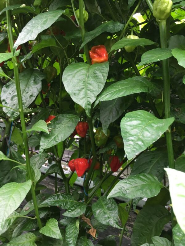 7 Pot Katie - C. chinense - Image 2