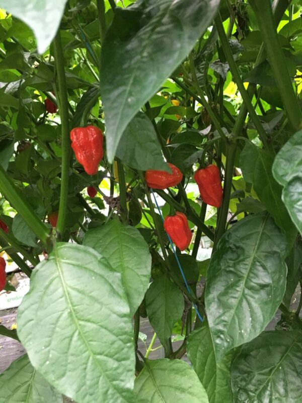 7 Pot Lucy - 100 gram - Image 2