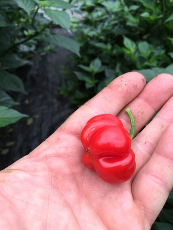 Macapá Red - 100 gram